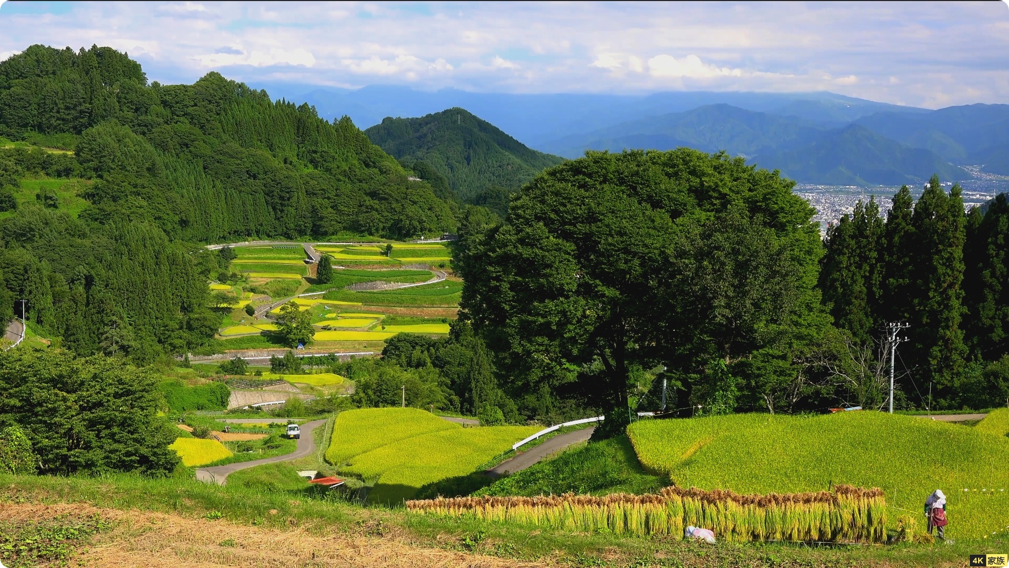 日本稻田秋日时期景色 4K视频 第4张