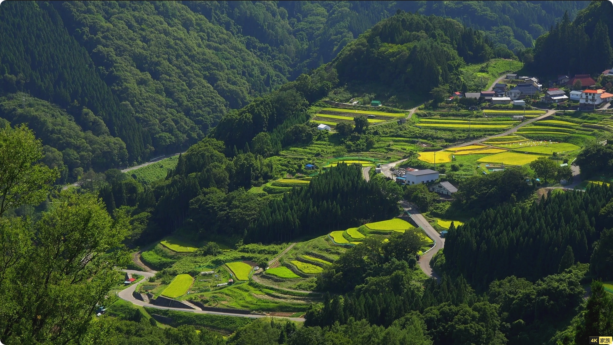 日本稻田秋日时期景色 4K视频 第1张