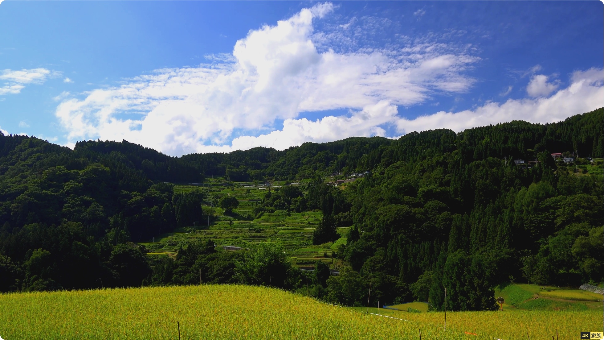 日本稻田秋日时期景色 4K视频 第3张