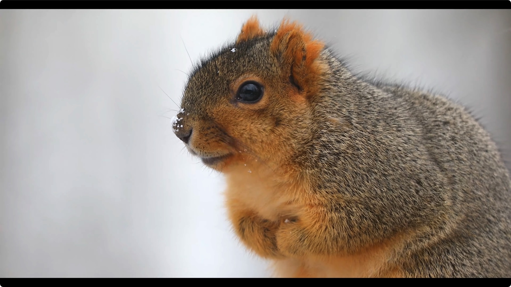 松鼠 Squirrels 4k视频素材 第1张