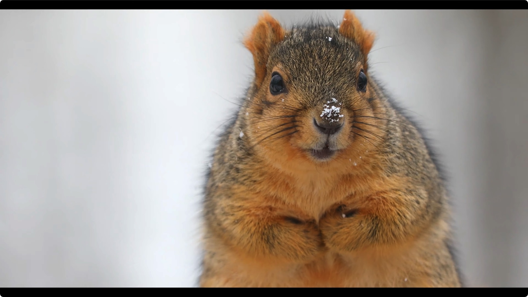 松鼠 Squirrels 4k视频素材 第2张