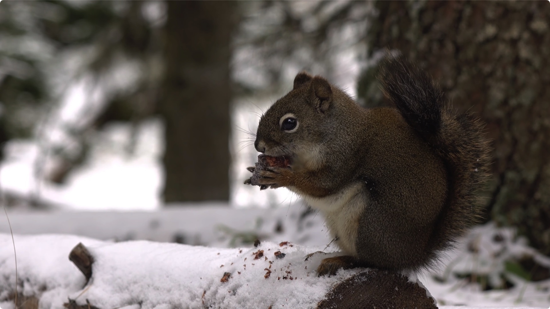 松鼠 Squirrels 4k视频素材 第3张