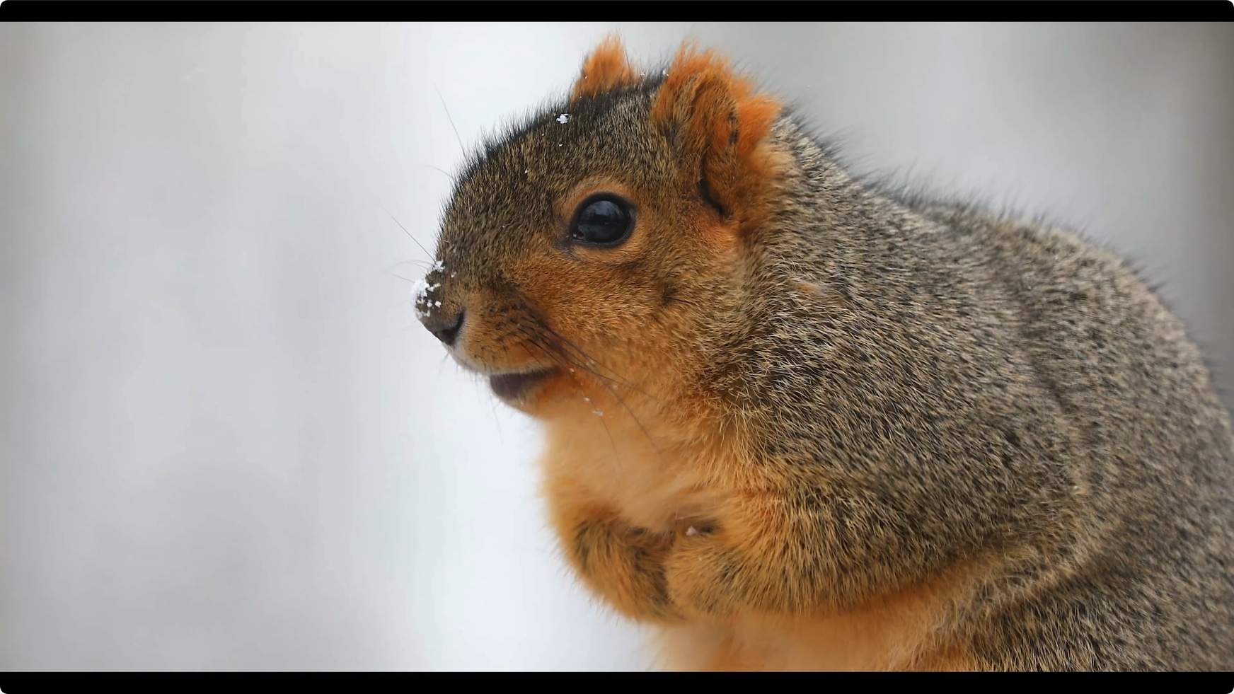 松鼠 Squirrels in 8K ULTRA HD HDR 第1张