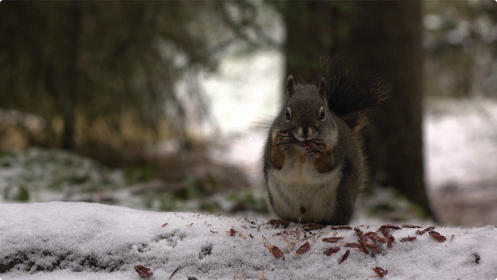 松鼠 Squirrels in 8K ULTRA HD HDR 第2张