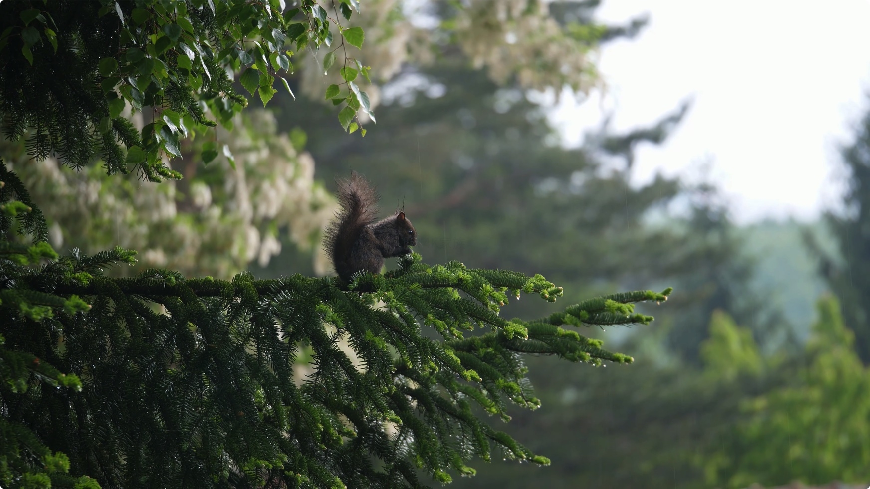 松鼠 Squirrels in 8K ULTRA HD HDR 第3张