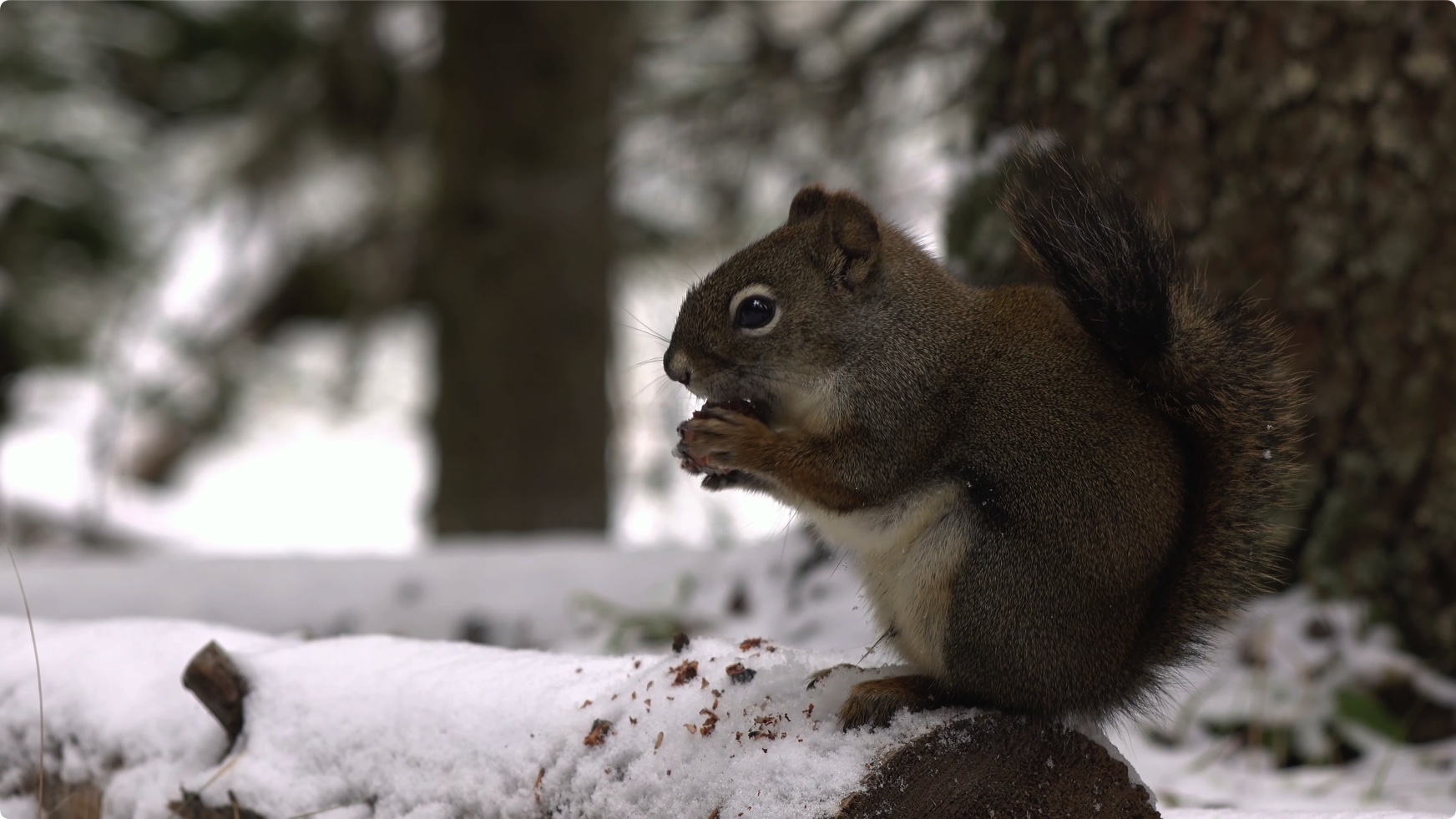 松鼠 Squirrels in 8K ULTRA HD HDR 第4张