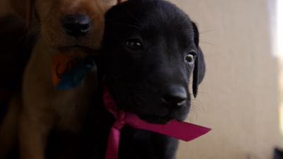 4K（超高清）萌犬赛跑